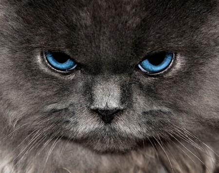 Angry Blue Eyed Gray Cat 450x356 We Are Most Definitely Not Pleased
