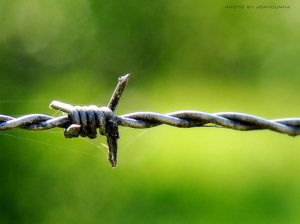 Barbed wire strand