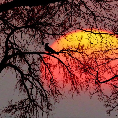 bird-sunset-luza-lack-of-inspiration