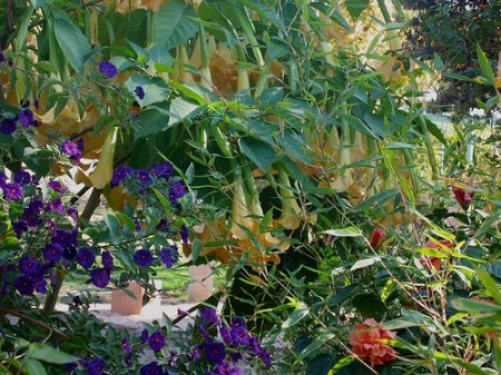 Angel's Trumpet with Potato Bush