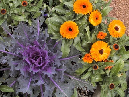Cabbage and Calendula