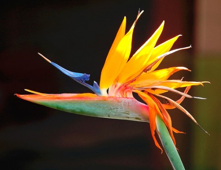 birdofparadise-glenn-e-wilson