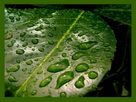 Leaf After Rain-Frapestaartje