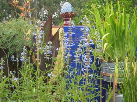 Bog Sage with Blue Tile Wall