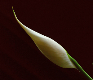 lily unfurling