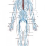 Depression Gets Physical: Pain, Heart, Bone and Beyond
