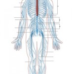 Depression Gets Physical: Pain, Heart, Bone and Beyond