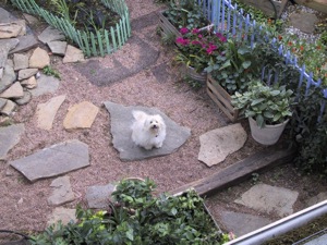  Roofview of Our Dog Bailey in Garden