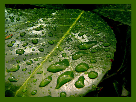 Water drops on green leaf