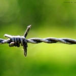 Barbed wire strand