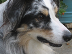 australian shepherd