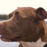 powerful dog