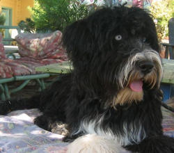 portuguese water dog