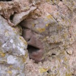 sculptured face in stone