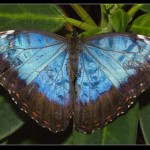 Blue Morpho Butterfly Wings Open
