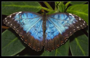 Blue Morpho Butterfly Wings Open