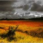 red fields under cloudy gray sky