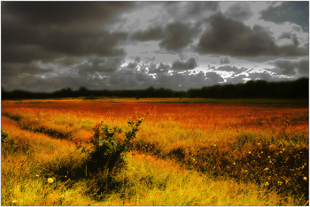 red fields under cloudy gray sky