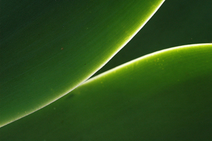 green abstract