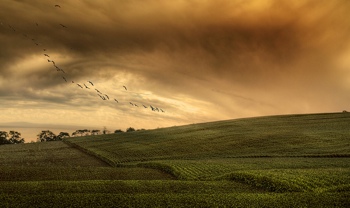 Green farm fields with birds in flight