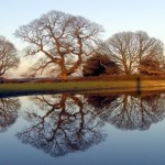 Oak Tree Reflections