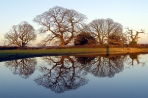 Oak Tree Reflections