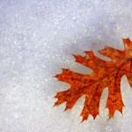 Autumn Leaf on Snow