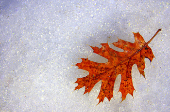 Autumn Leaf on Snow