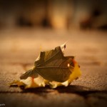 Lonely leaf on pavement