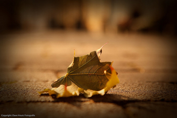 Lonely leaf on pavement