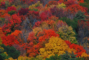 Fall Color in Tree Canopy